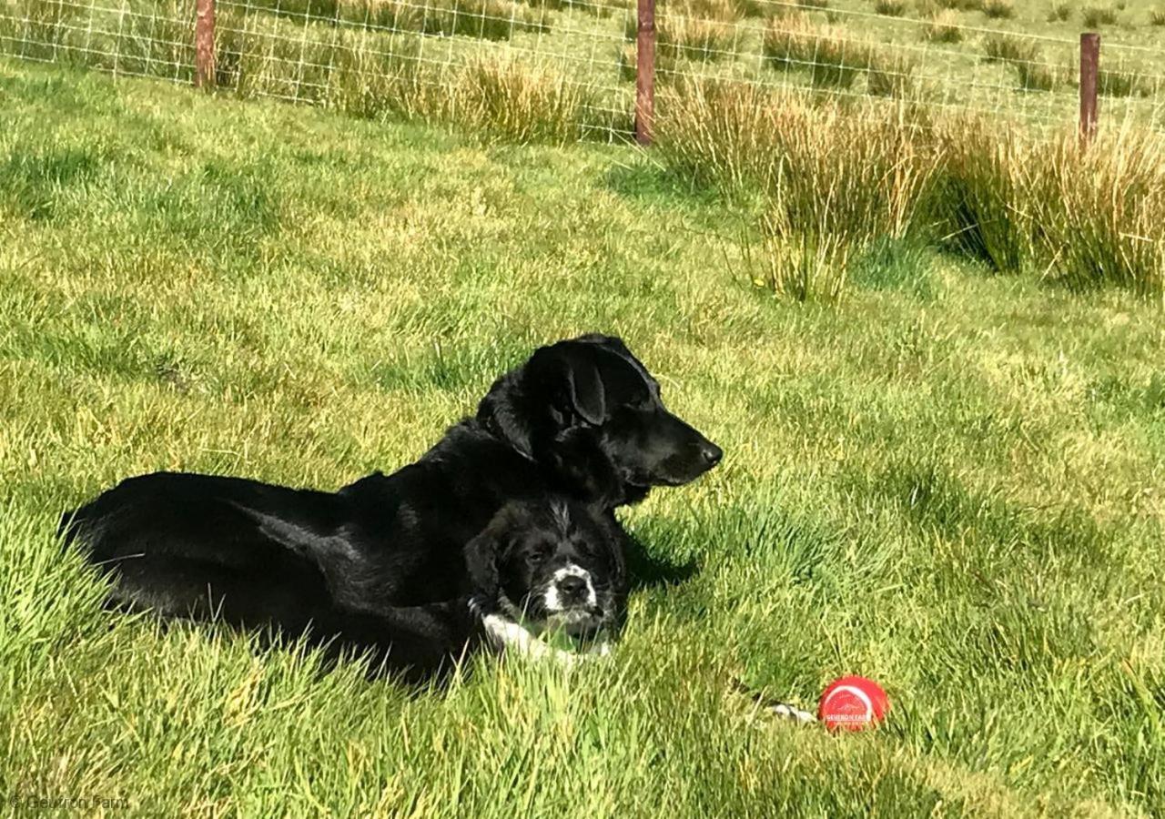 Dog Friendly Cottage, Geufron Farm Near Tywyn Bryn-crug Extérieur photo